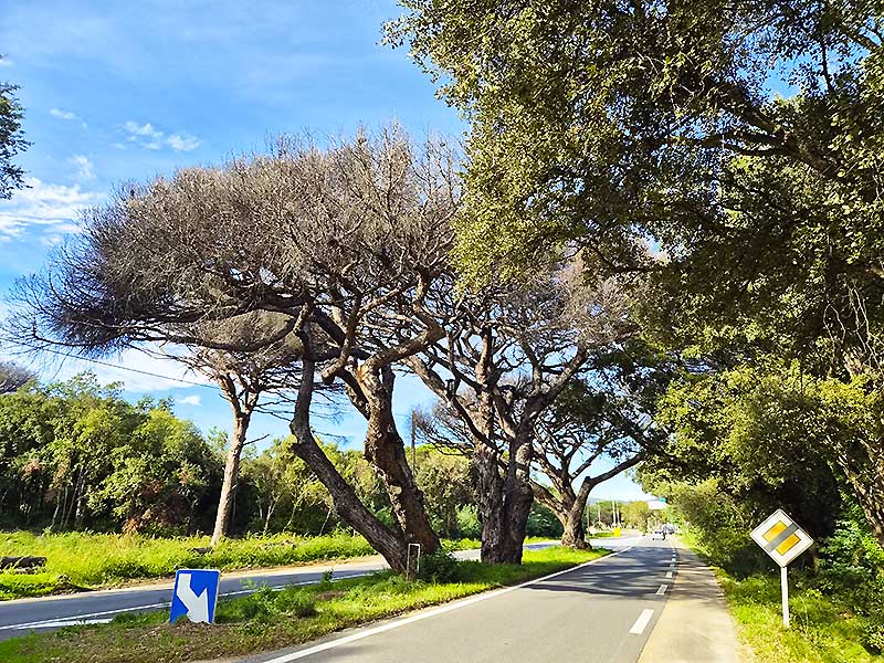 3 pins parasols � la Foux