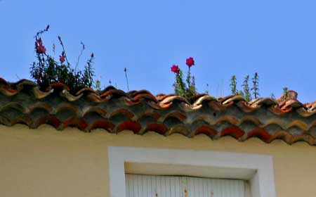 fleurs sur toit a port grimaud