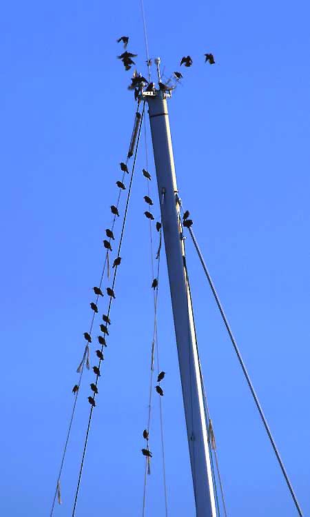 oiseaux port grimaud